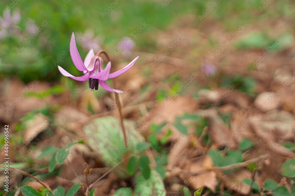 春に咲く美しい紫色のカタクリの花