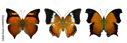 Beautiful butterflies of Thailand, autumn leaf, common tawny rajah and wizard, isolated on white background in natural color