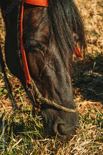 cowboy boots and horse