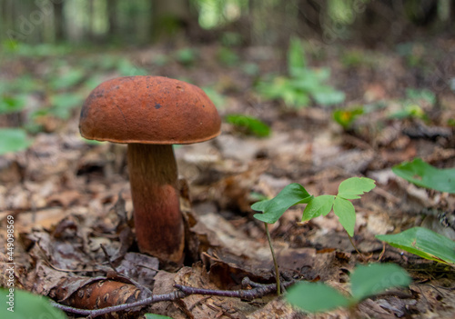 mushroom on the forest floor