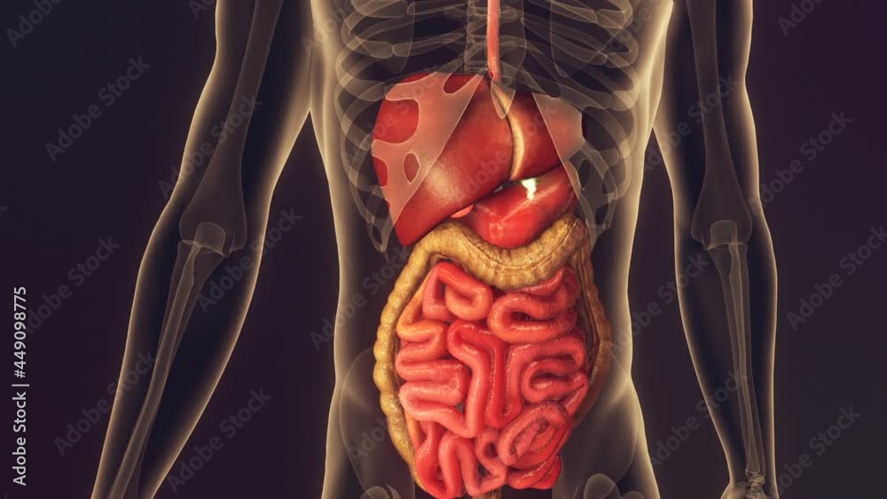 Animation of human body anatomy medicine reaction inside organs. A substance travels down the trachea to the stomach and heals the body.