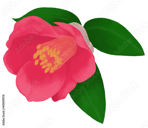 手描きの椿のイラスト