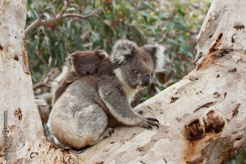 Fototapeta Naklejka Na Ścianę i Meble -  Baby Koala on Mother's Back