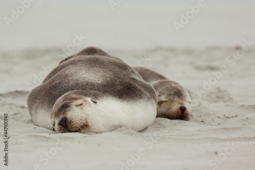 Sea Lions sleeping on Australian beach