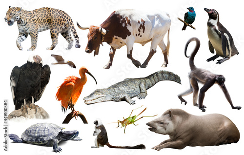 Set of spectacled caiman, tapir and other animals of South America over white background photo