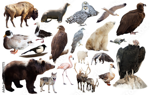 assortment of many north american wild birds and mammal animals isolated on white background