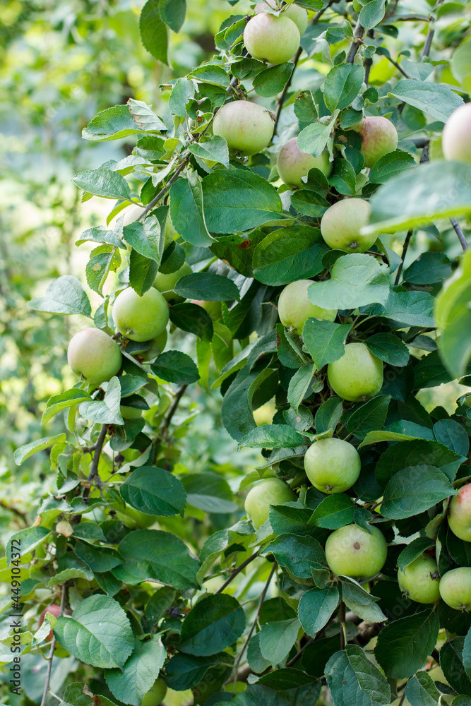 Branch with apples. Apples on a branch. A lot of apple. Autumn harvest. Green apples in leaves. Green apples on a branch. Apples ripen