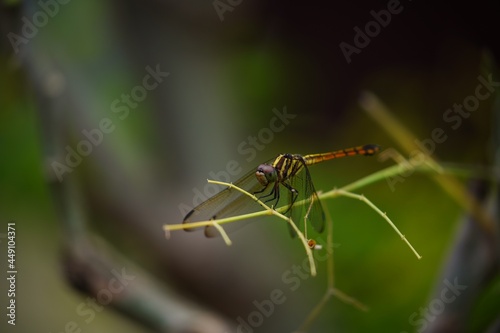close up of a dragonfly © Pathana