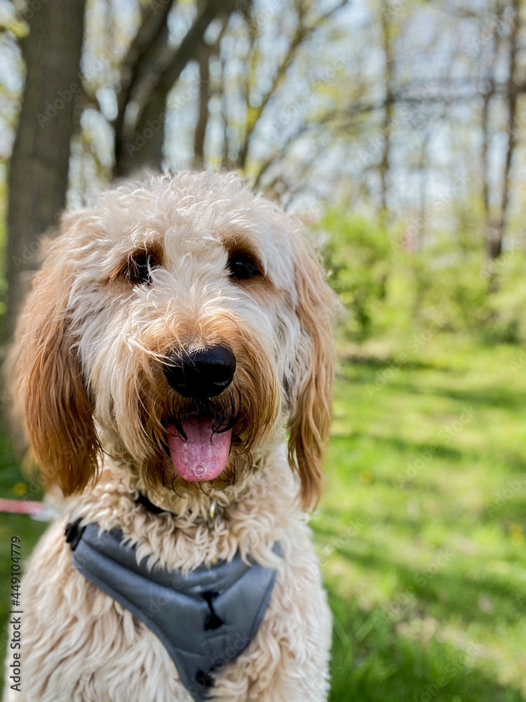 Golden doodle