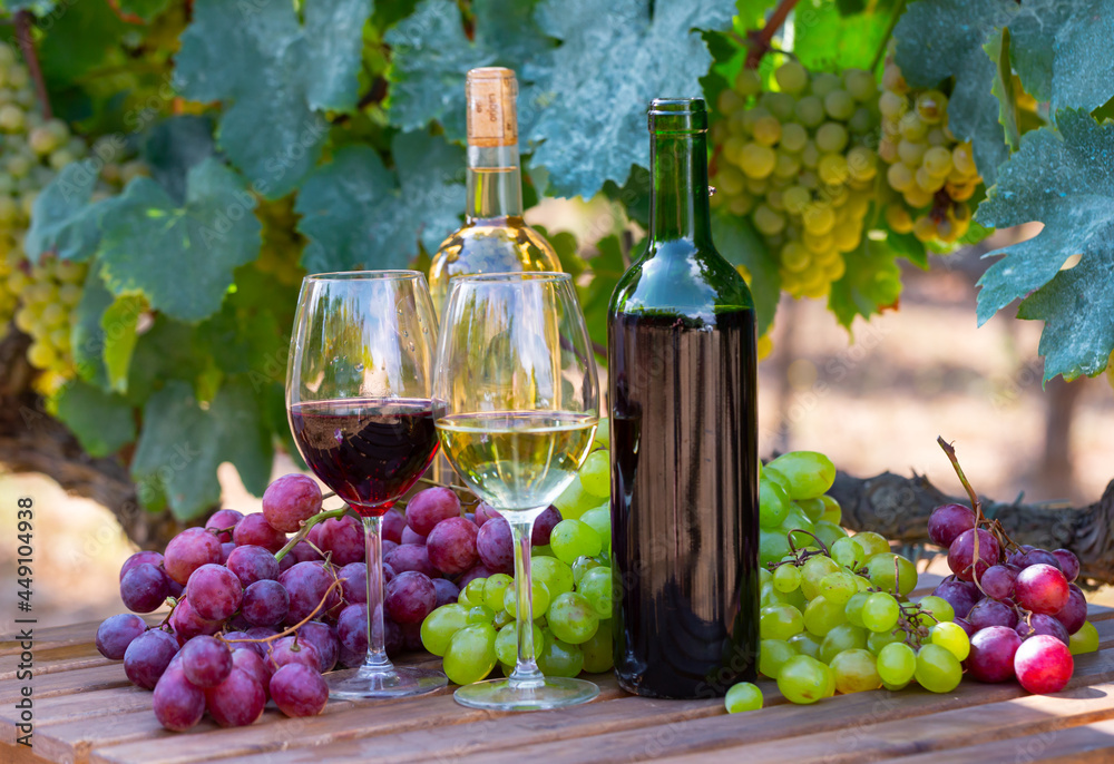 Glasses and bottles of red and white wine and bunches of ripe grapes on wooden table in sunny vineyard