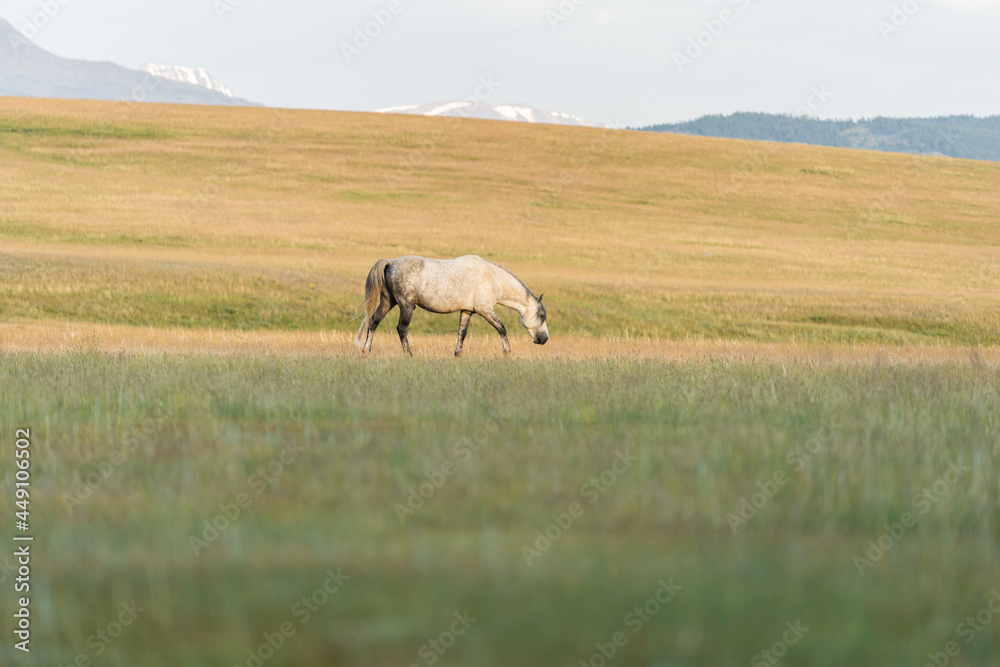 A white horse grazes on a lawn in the mountains. Beautiful white mustang A white horse grazes on a lawn in the mountains. Beautiful white mustang
