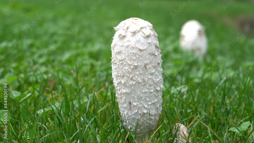 Close up with shallow depth o field of a white mushrooms growing in the garden between green grass. Close up with shallow depth o field of a white mushrooms growing in the garden between green grass.