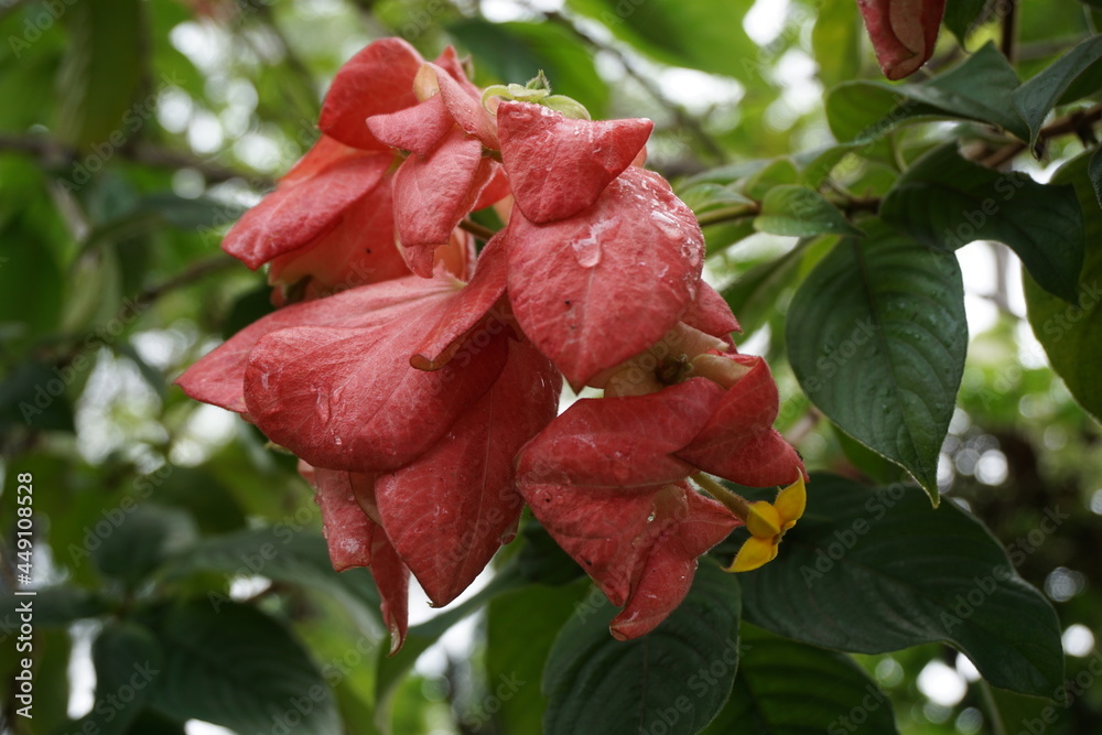 Mussaenda pubescens with a natural background. Also called Nusa Indah