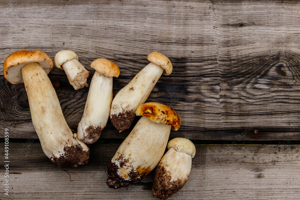 Freshly picked porcini mushrooms on rustic wooden table. Top view Freshly picked porcini mushrooms on rustic wooden table. Top view