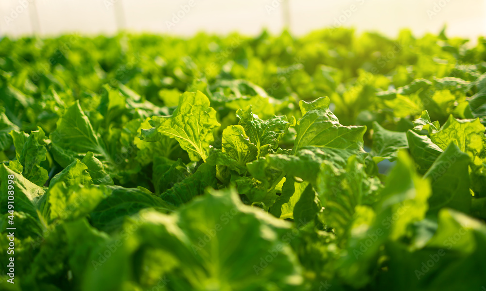 organic hydroponic vegetable garden at greenhouse and light of sunset. organic hydroponic vegetable garden at greenhouse and light of sunset.