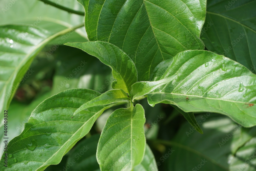 Mussaenda pubescens with a natural background. Also called Nusa Indah, Ashanti blood, Tropical dogwood Mussaenda pubescens with a natural background. Also called Nusa Indah, Ashanti blood, Tropical dogwood