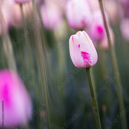 pink tulip flower