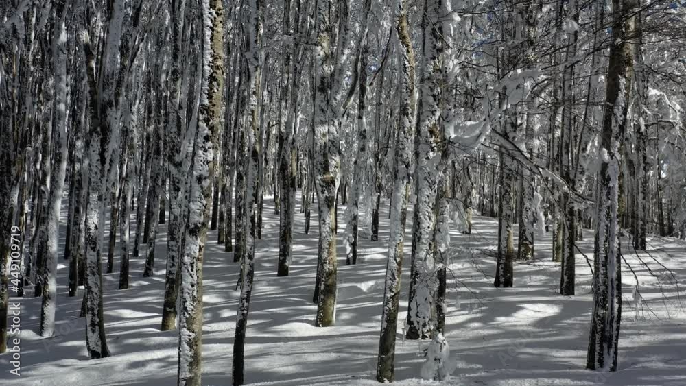 Aerial drone view flying in middle of snowy birches, winter in Aspromonte, Italy Aerial drone view flying in middle of snowy birches, winter in Aspromonte, Italy