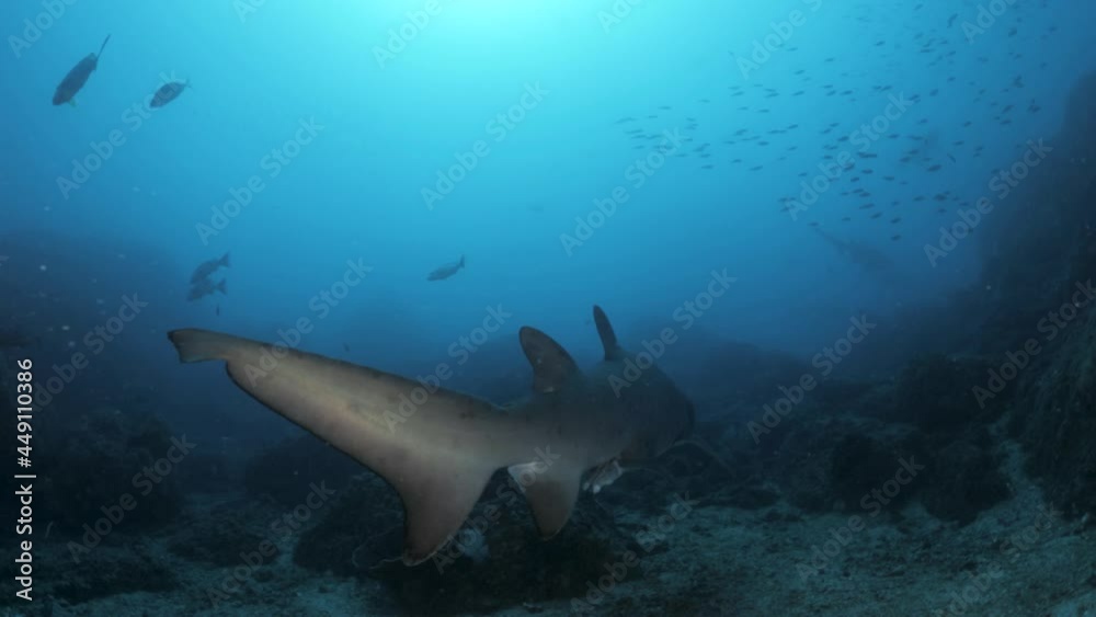Scuba divers point of view looking following a large shark as it tail moves through the ocean current. Wide angle underwater