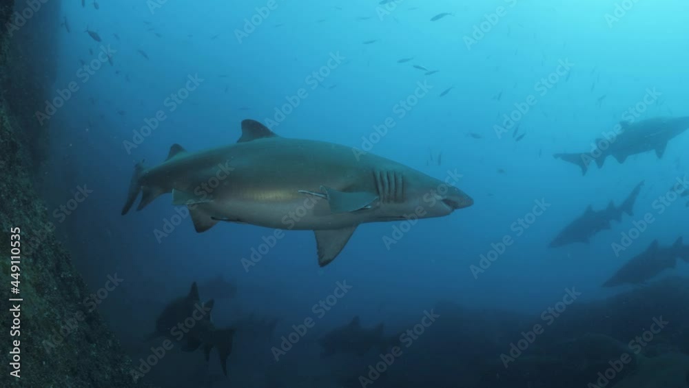 Multiple sharks swim effortlessly through the clear blue water of a rocky outcrop. Multiple sharks swim effortlessly through the clear blue water of a rocky outcrop.