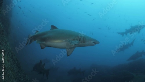 Wallpaper Mural Multiple sharks swim effortlessly through the clear blue water of a rocky outcrop. Torontodigital.ca