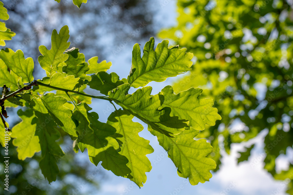 Sunlit Oak (Quercus) green leaves against the sky. Tree branches and leaves with sky in the background. Sunlit Oak (Quercus) green leaves against the sky. Tree branches and leaves with sky in the background.
