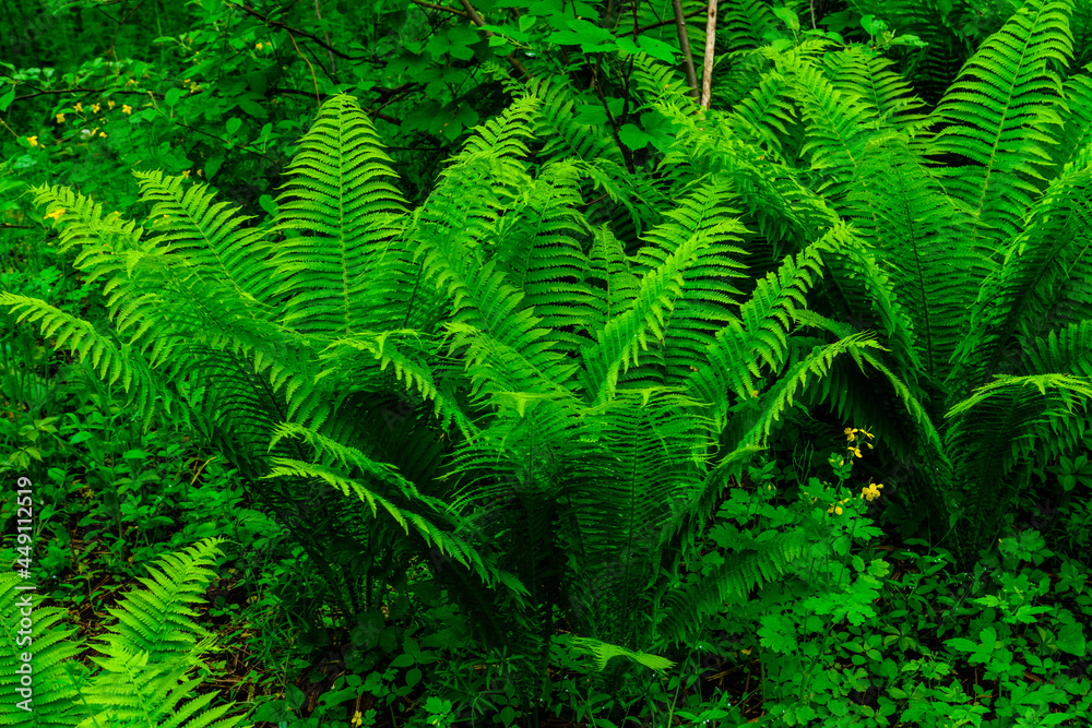 Green fern plants in the forest on spring Green fern plants in the forest on spring