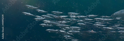Photography group of Atlantic herrings between microplastic particles