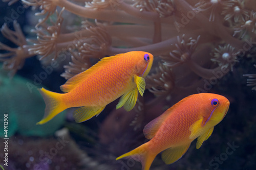 Couple of Orange Coral Fish cruising the shallow ocean near the coral bay.