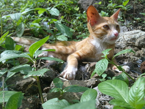 little cat sitting in garden