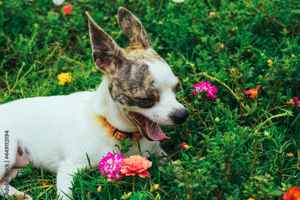 Fototapeta premium puppy in the flower garden