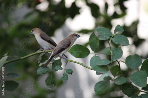 Indian robin bird on tree 