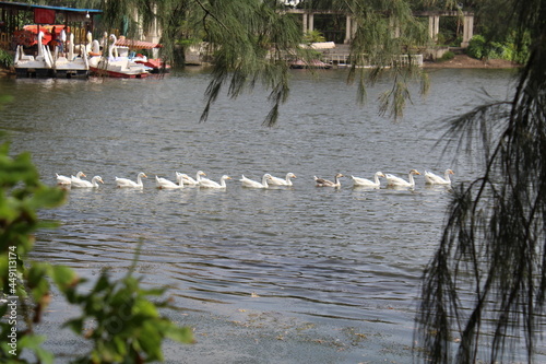 floting duck in big pound 