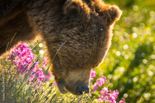 Closeup of grizzly bear feeding on flowers