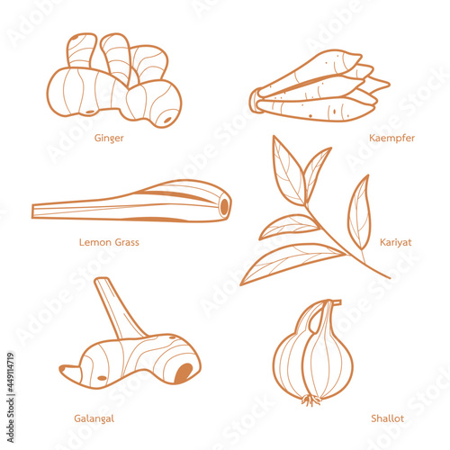 set of icons Thai aroma herb outline