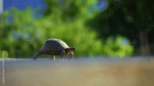 Close up of a tortoise slowly crossing an asphalt road. A turtle crossing a countryside road on a sunny day 4K.