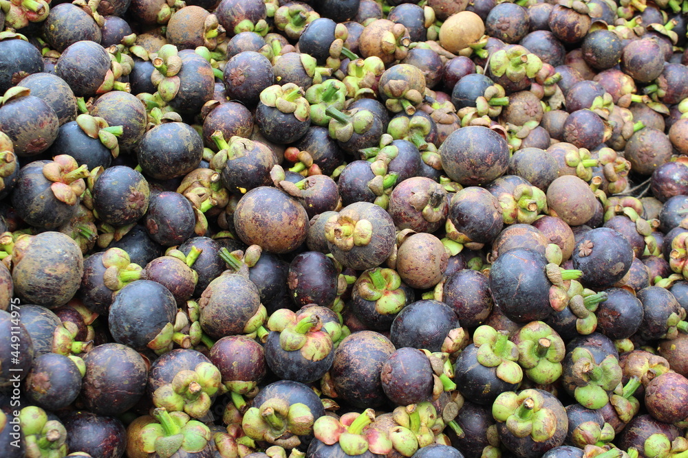 Fototapeta premium Thai tropical fruits, sweet mangoteen in Thailand
