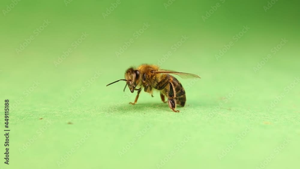 Honey bee cleaning itself on a green background.
Worker honebee isolated.
Apis mellifera macro closeup.
Beautiful insect, insects, bees.
Bugs, bug.
Wildlife, wild nature.
animals, animal Honey bee cleaning itself on a green background.
Worker honebee isolated.
Apis mellifera macro closeup.
Beautiful insect, insects, bees.
Bugs, bug.
Wildlife, wild nature.
animals, animal