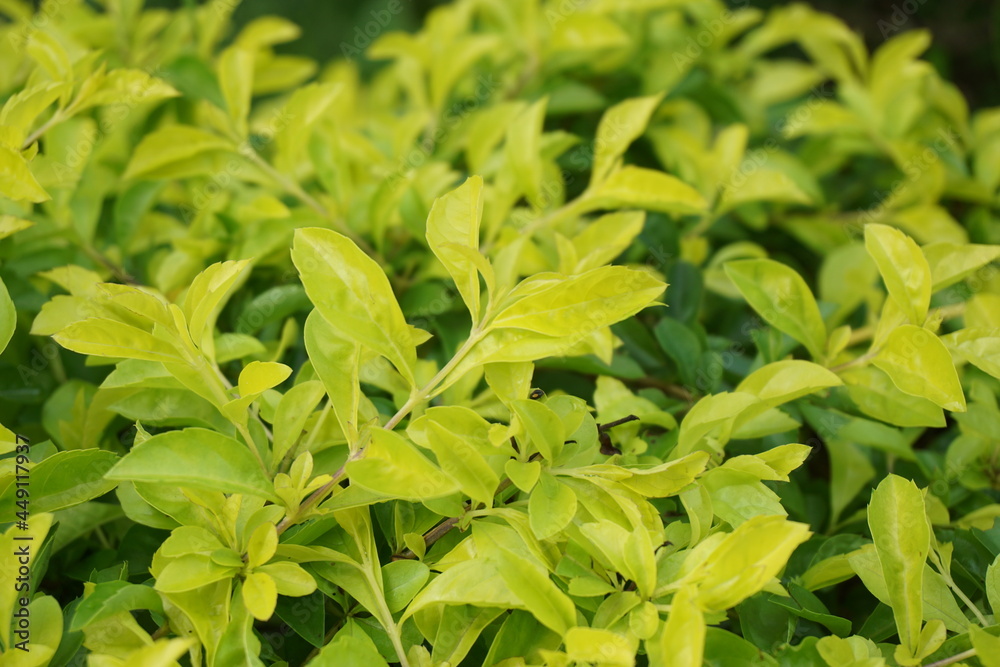 Gold mound leaves. Also called Sinyo nakal, Duranta erecta, teh-tehan, alba, aurea, geisha girl, sapphire showers and variegata Gold mound leaves. Also called Sinyo nakal, Duranta erecta, teh-tehan, alba, aurea, geisha girl, sapphire showers and variegata