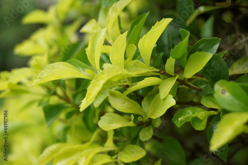 Gold mound leaves. Also called Sinyo nakal  Duranta erecta  teh-tehan  alba  aurea  geisha girl  sapphire showers and variegata