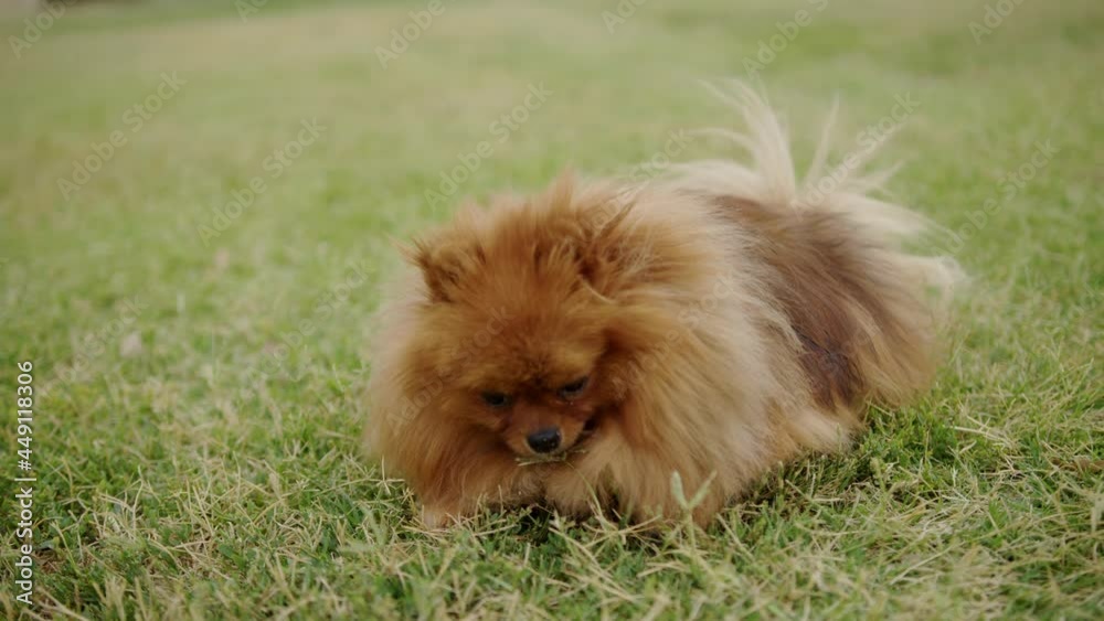 Cute Funny Shot of Pomeranian Dog Eating a Weed While sitting on the Grass Field Cute Funny Shot of Pomeranian Dog Eating a Weed While sitting on the Grass Field