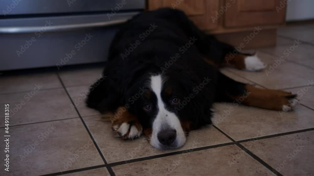 Very Cute Bernese Mountain Dog Looks Back and Forth With Eyes As It