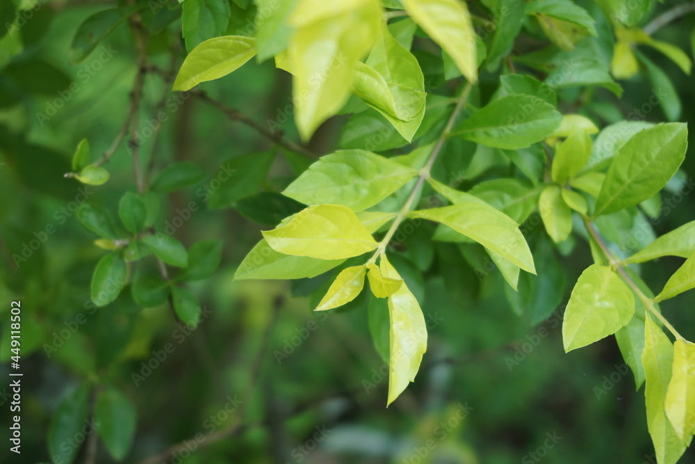 Gold mound leaves. Also called Sinyo nakal, Duranta erecta, teh-tehan, alba, aurea, geisha girl, sapphire showers and variegata Gold mound leaves. Also called Sinyo nakal, Duranta erecta, teh-tehan, alba, aurea, geisha girl, sapphire showers and variegata