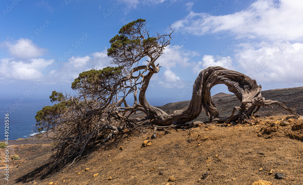 Fototapeta premium Iconic trees of El Hierro