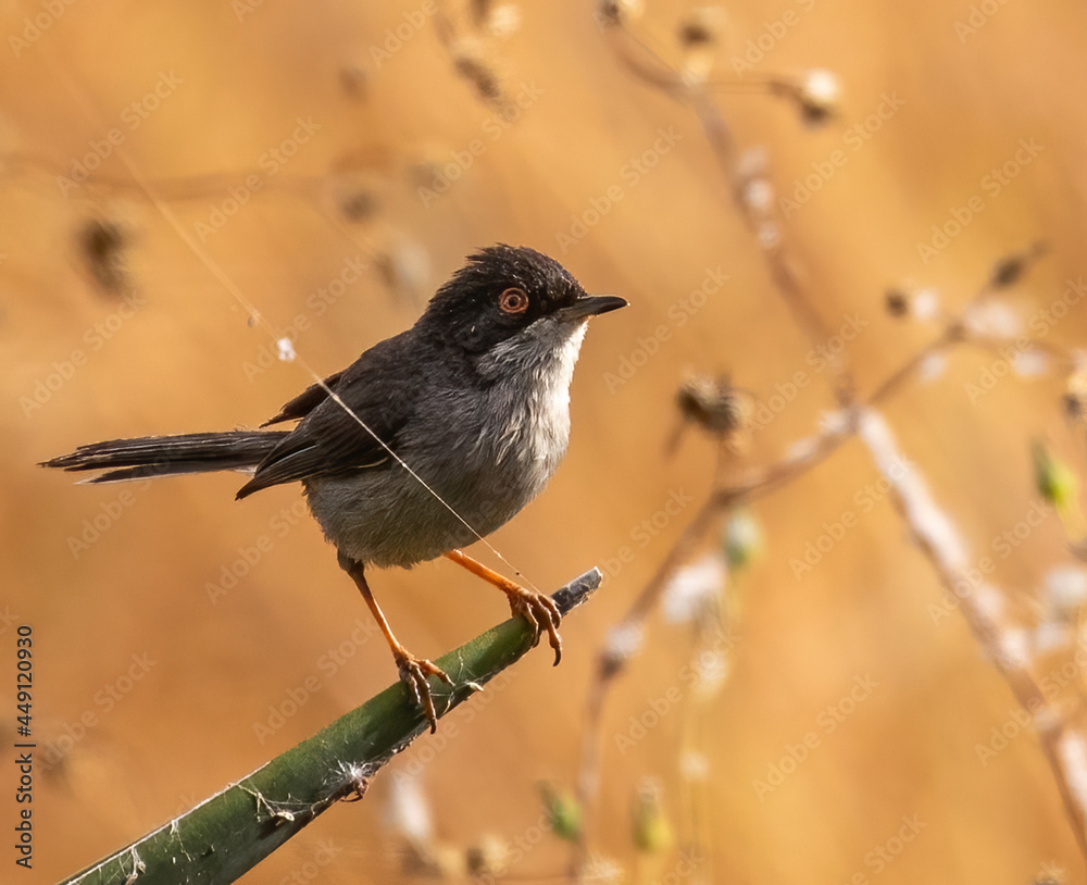 Fototapeta premium Sardinian warbler