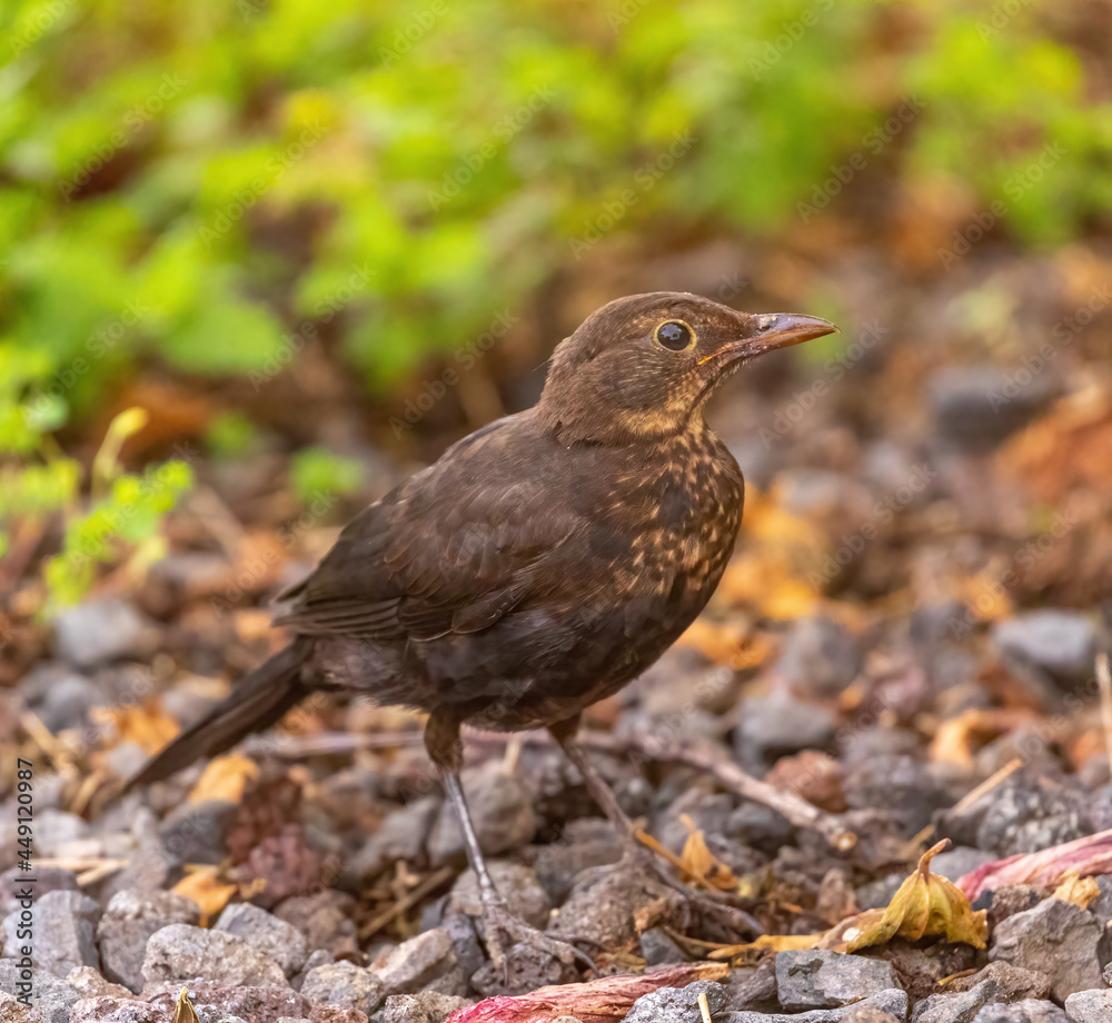 Juvenile blackbird Juvenile blackbird