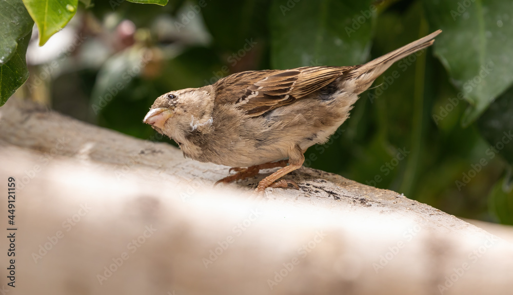 Spanish Sparrow (female)