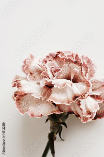 beautiful carnation flower close up on white background.Minimal floral card. ...