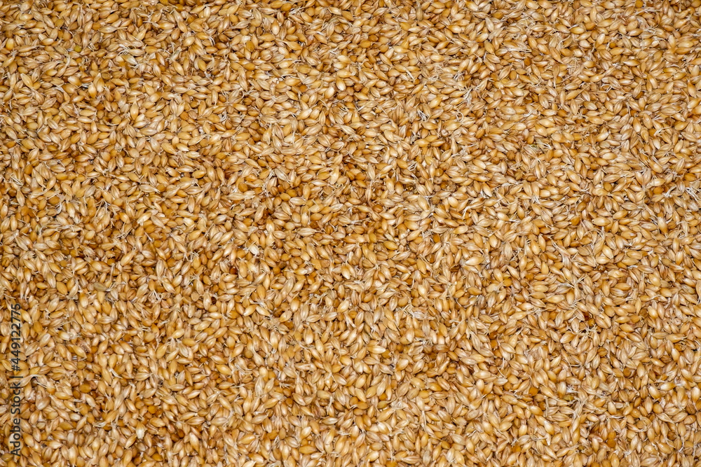 sprouted barley for the preparation of malt.ingredients for making beer sprouted barley for the preparation of malt.ingredients for making beer