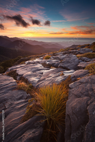 Spaniard (aciphylla) and karst landscape. Mt Arthur, Kahurangi National Park, New Zealand